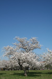 DC Cherry Blossoms